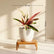 Calathea Triostar