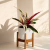 Calathea Triostar