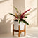 Calathea Triostar