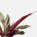 Calathea Triostar