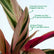 Calathea Triostar