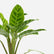 Calathea Zebrina