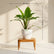 Calathea Zebrina