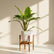 Calathea Zebrina