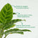 Calathea Zebrina