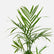 Cane Palm