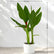 Canna Red