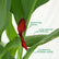 Canna Red