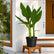 Buy canna red plant