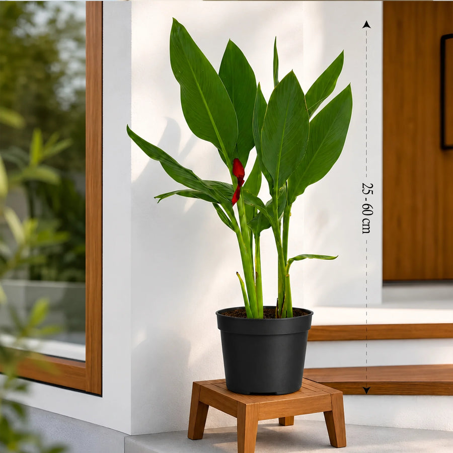 Buy canna red plant