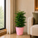 china doll houseplant
