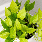 hanging pothos plant