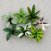 7 Calathea Varieties (Jiffy Plants) Combo