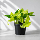 hanging pothos