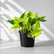 hanging pothos