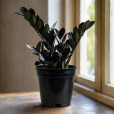 ZZ Plant Black