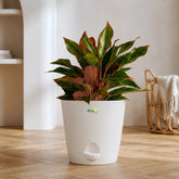 Aglaonema Lipstick with pot
