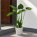 Alocasia Cucullata