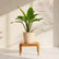 Calathea Zebrina