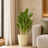 Aglaonema white stem indoor plant
