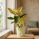 pink aglaonema plant