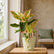 pink aglaonema plant
