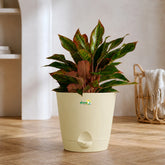 Aglaonema Lipstick plant online