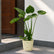 Alocasia Cucullata