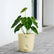 Anthurium Forgetii