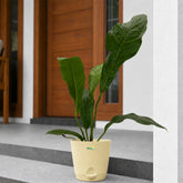 anthurium hookeri plant indoor