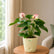 Anthurium  Princess