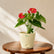 Anthurium Red