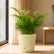 Decorative Palm Plant Online