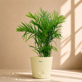 ivory bamboo cane palm