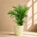 ivory bamboo cane palm
