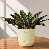 calathea lancifolia with krish pot