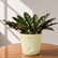 calathea lancifolia with krish pot