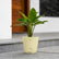 calathea zebrina medium size