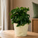 Dracena Twisted with pot
