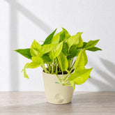 golden money plant online