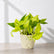 golden money plant online