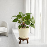 ivory homalomena rubescens