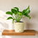 ivory jade pothos