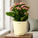 Kalanchoe Pink
