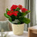 Kalanchoe Red