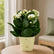 Kalanchoe White