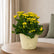 Kalanchoe Yellow