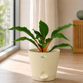 mandarin orange plant online