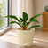 mandarin orange plant online
