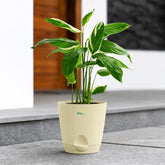 ivory maranta arundinaceaarrowroot